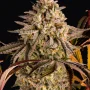 Семена конопли Blue Sunset Sherbert от Barney's Farm